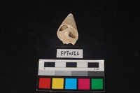 藏品(貝殼)的圖片