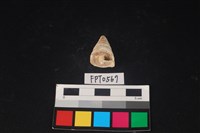 藏品(貝殼)的圖片