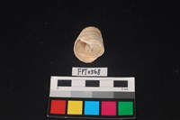 藏品(貝殼)的圖片