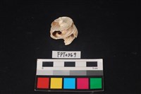 藏品(貝殼)的圖片