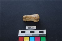 藏品(豬骨)的圖片