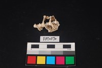 藏品(貝殼)的圖片