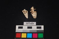 藏品(貝殼)的圖片