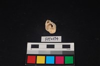 藏品(貝殼)的圖片