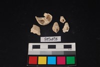 藏品(貝殼)的圖片