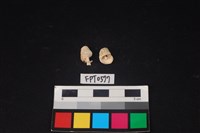 藏品(貝殼)的圖片