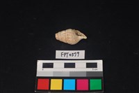 藏品(貝殼)的圖片