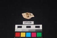 藏品(貝殼)的圖片