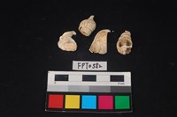 藏品(貝殼)的圖片