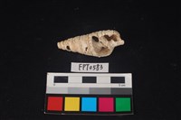 藏品(貝殼)的圖片