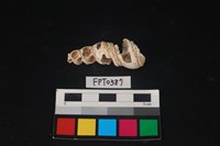 藏品(貝殼)的圖片