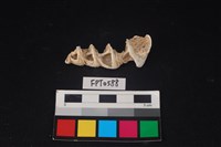 藏品(貝殼)的圖片