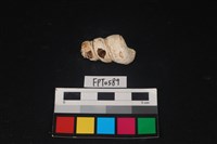 藏品(貝殼)的圖片