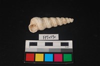 藏品(貝殼)的圖片