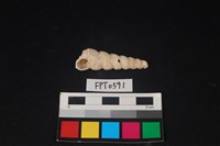 藏品(貝殼)的圖片