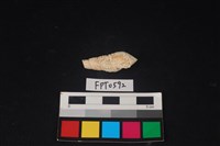 藏品(貝殼)的圖片