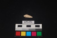 藏品(貝殼)的圖片