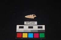 藏品(貝殼)的圖片