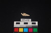 藏品(貝殼)的圖片