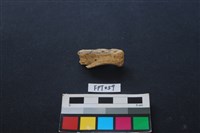 藏品(鹿骨)的圖片