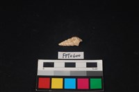 藏品(貝殼)的圖片