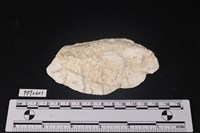 藏品(貝殼)的圖片