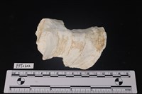 藏品(貝殼)的圖片