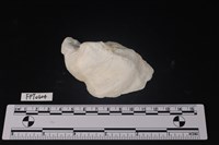 藏品(貝殼)的圖片