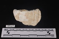 藏品(貝殼)的圖片