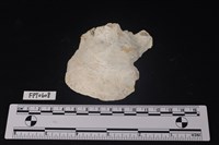 藏品(貝殼)的圖片