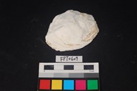 藏品(貝殼)的圖片