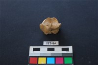 藏品(鹿骨)的圖片