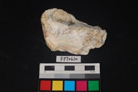 藏品(貝殼)的圖片