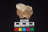 藏品(貝殼)的圖片