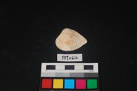 藏品(貝殼)的圖片