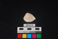 藏品(貝殼)的圖片