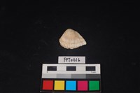 藏品(貝殼)的圖片