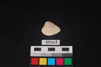 藏品(貝殼)的圖片