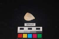 藏品(貝殼)的圖片