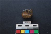 藏品(鹿骨)的圖片