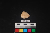 藏品(貝殼)的圖片