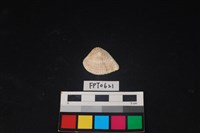 藏品(貝殼)的圖片