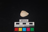 藏品(貝殼)的圖片