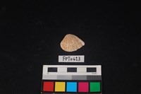 藏品(貝殼)的圖片