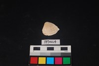 藏品(貝殼)的圖片