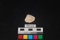 藏品(貝殼)的圖片