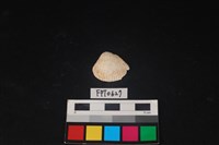 藏品(貝殼)的圖片