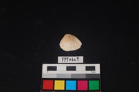 藏品(貝殼)的圖片