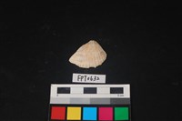 藏品(貝殼)的圖片