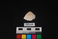 藏品(貝殼)的圖片